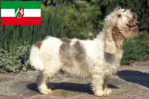 Подробнее о статье Заводчики и щенки Petit Basset Griffon Vendéen в регионе Северный Рейн-Вестфалия
