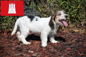 Подробнее о статье Заводчики и щенки Petit Basset Griffon Vendéen в Гамбурге