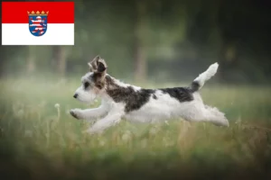 Подробнее о статье Заводчики и щенки Petit Basset Griffon Vendéen в Гессене
