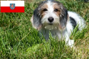 Подробнее о статье Заводчики и щенки Petit Basset Griffon Vendéen в Тюрингии