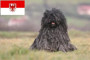 Подробнее о статье Заводчики и щенки Puli в Бранденбурге