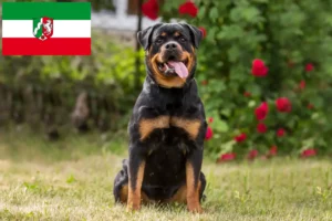 Подробнее о статье Заводчики и щенки ротвейлеров в регионе Северный Рейн-Вестфалия