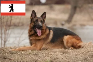 Подробнее о статье Заводчики и щенки овчарок в Берлине