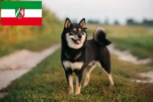 Подробнее о статье Заводчики и владельцы щенков породы Шиба в регионе Северный Рейн-Вестфалия