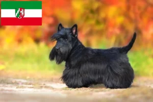 Подробнее о статье Заводчики и щенки шотландского терьера в регионе Северный Рейн-Вестфалия