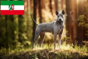 Подробнее о статье Заводчики и щенки тайского риджбека в Северном Рейне-Вестфалии