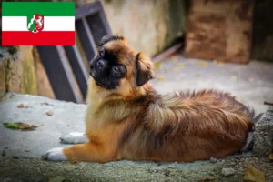 Подробнее о статье Заводчики и щенки тибетских спаниелей в Северном Рейне-Вестфалии