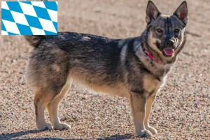 Подробнее о статье Заводчики и щенки Västgötaspets в Баварии