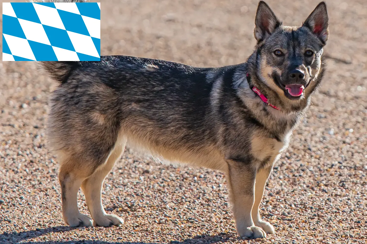 Щенки и заводчики Västgötaspets Бавария Здесь вы найдете заводчиков Västgötaspets в Баварии.