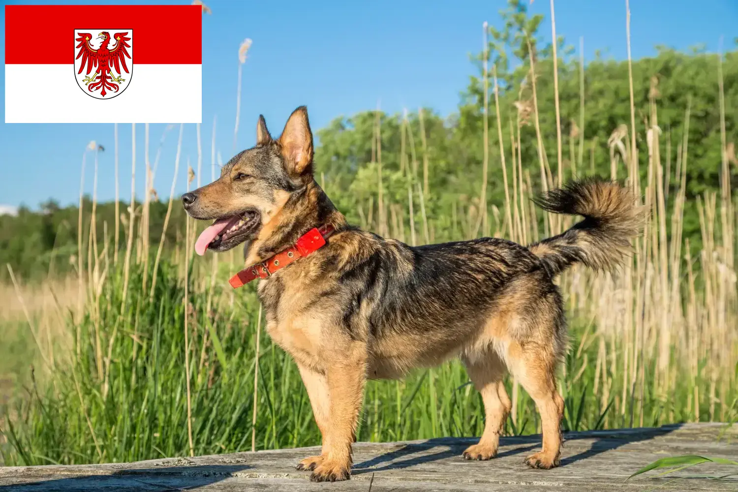 Щенки и заводчики Västgötaspets Бранденбург Здесь вы найдете заводчиков Västgötaspets в Бранденбурге.