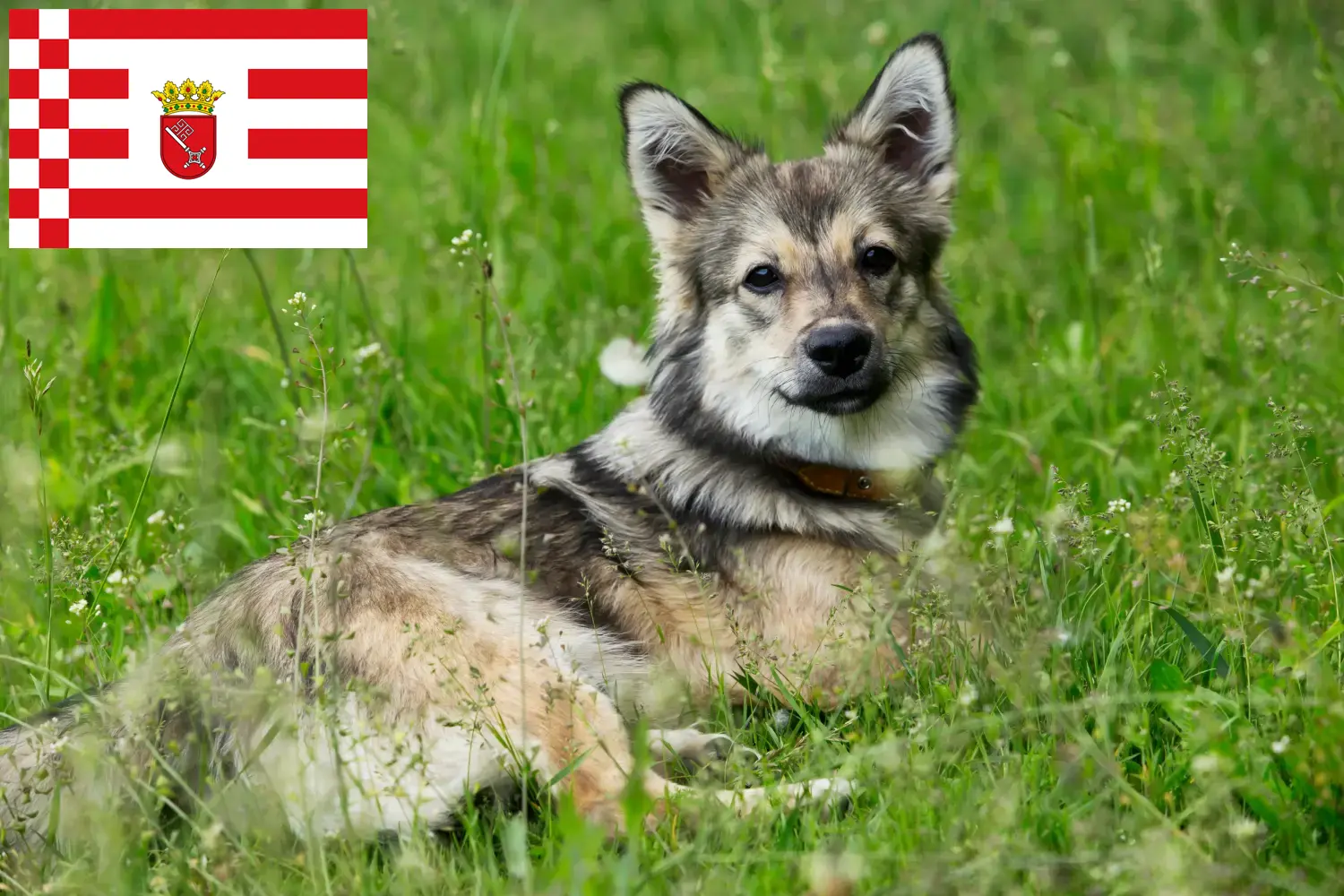 Щенки и заводчики Västgötaspets Бремен Здесь вы найдете заводчиков Västgötaspets в Бремене.