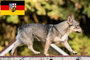 Подробнее о статье Заводчики и щенки Västgötaspets в Саарланде