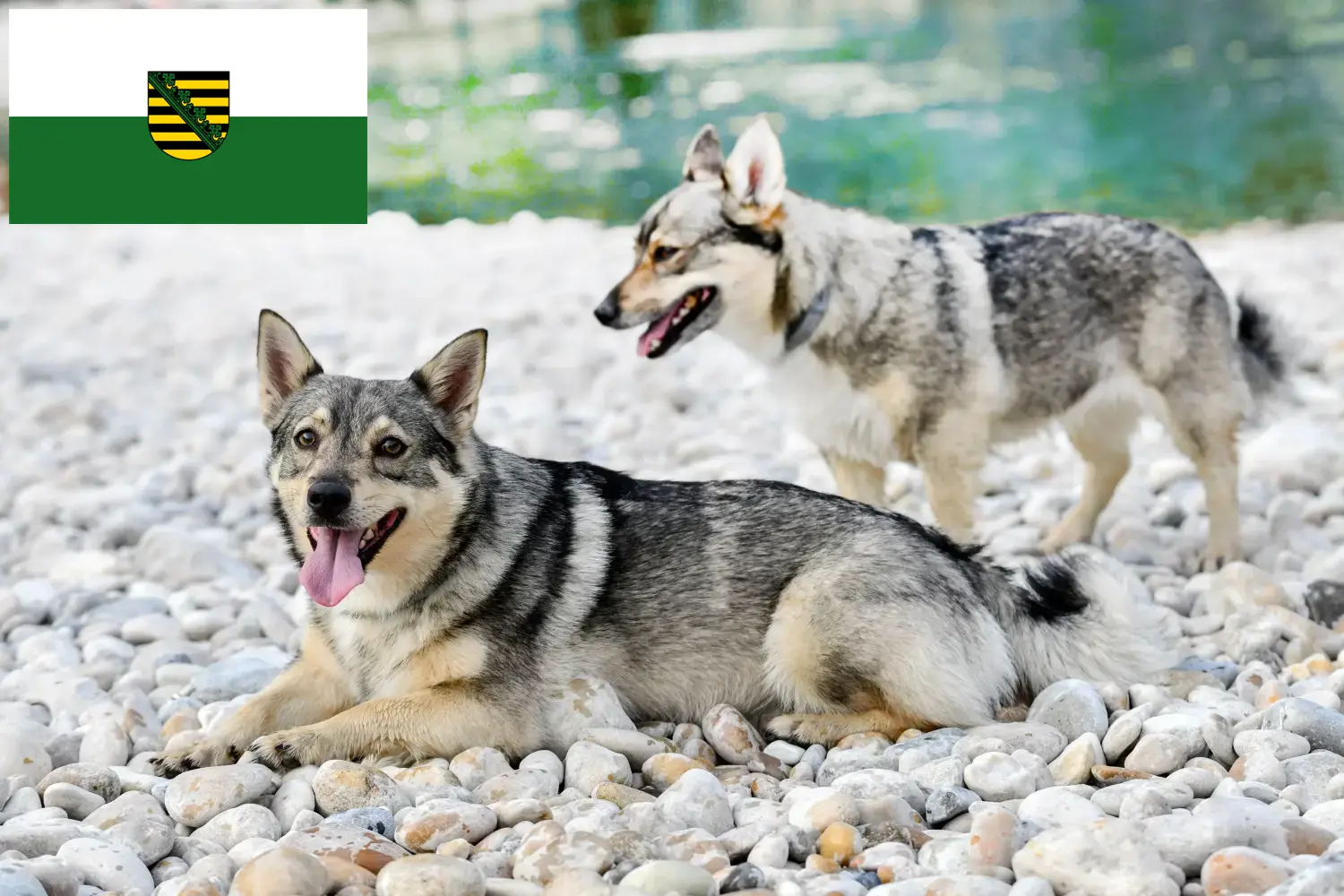Щенки и заводчики Västgötaspets Саксония Здесь вы найдете заводчиков Västgötaspets в Саксонии.