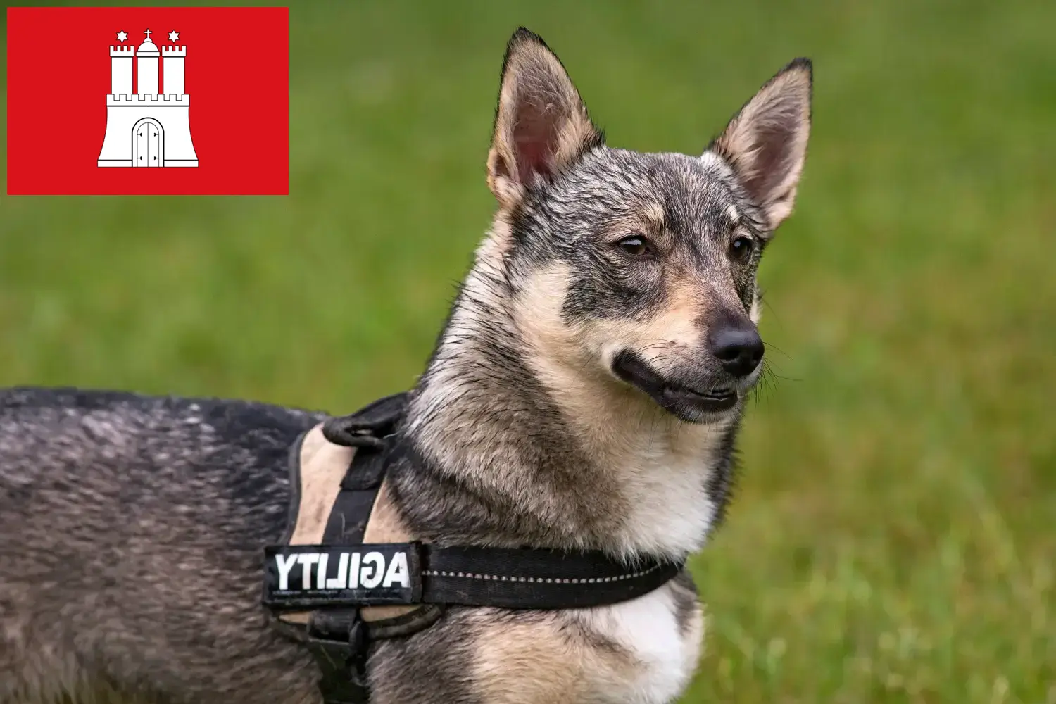 Щенки и заводчики Västgötaspets Гамбург Здесь вы найдете заводчиков Västgötaspets в Гамбурге.