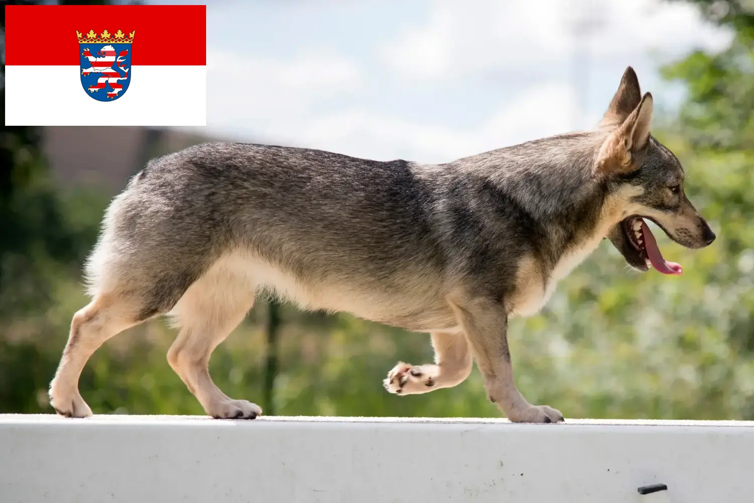 Щенки и заводчики Västgötaspets Гессен Здесь вы найдете заводчиков Västgötaspets в Гессене.