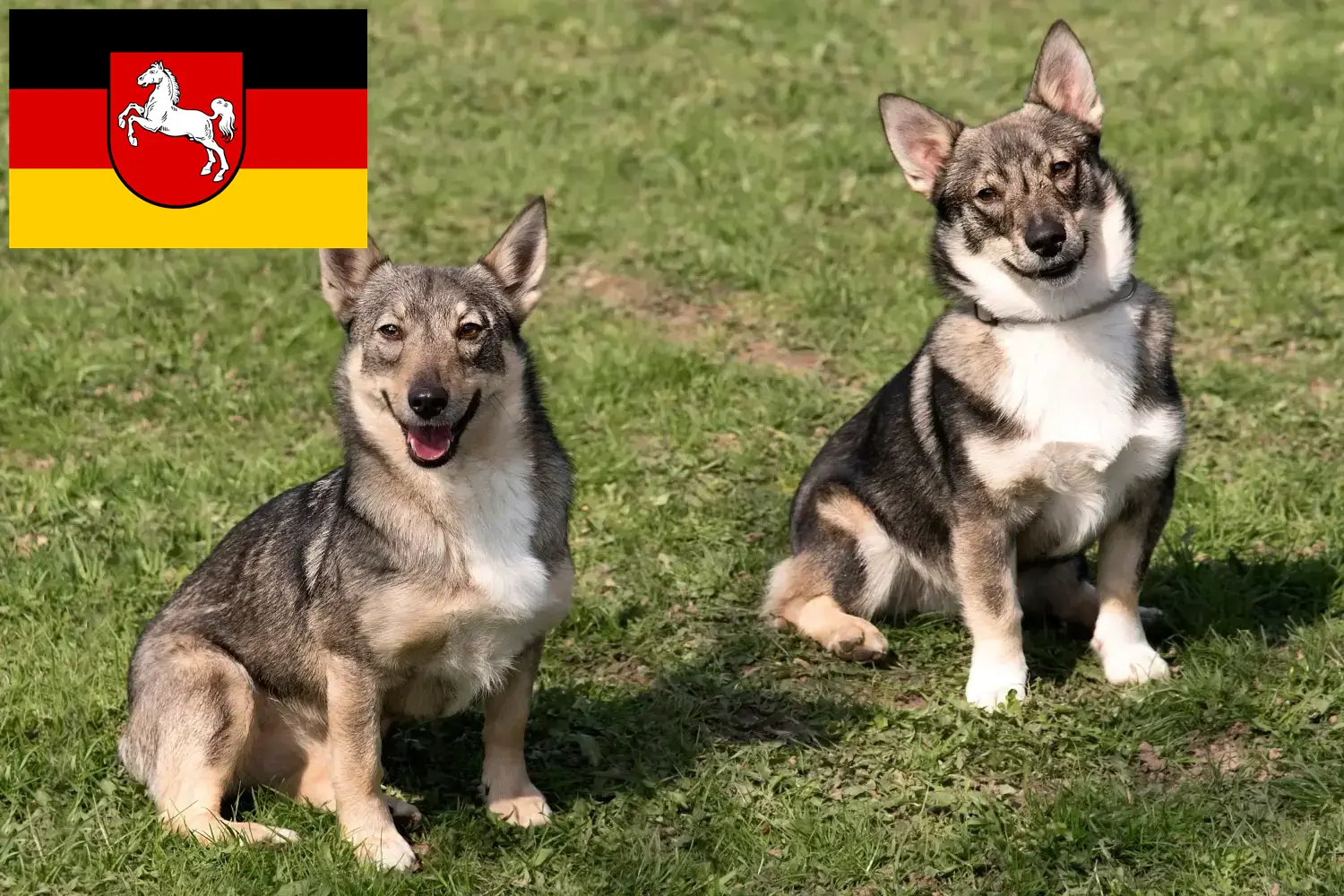 Щенки и заводчики Västgötaspets Нижняя Саксония Здесь вы найдете заводчиков породы Вястготаспец в Нидерзахсене.
