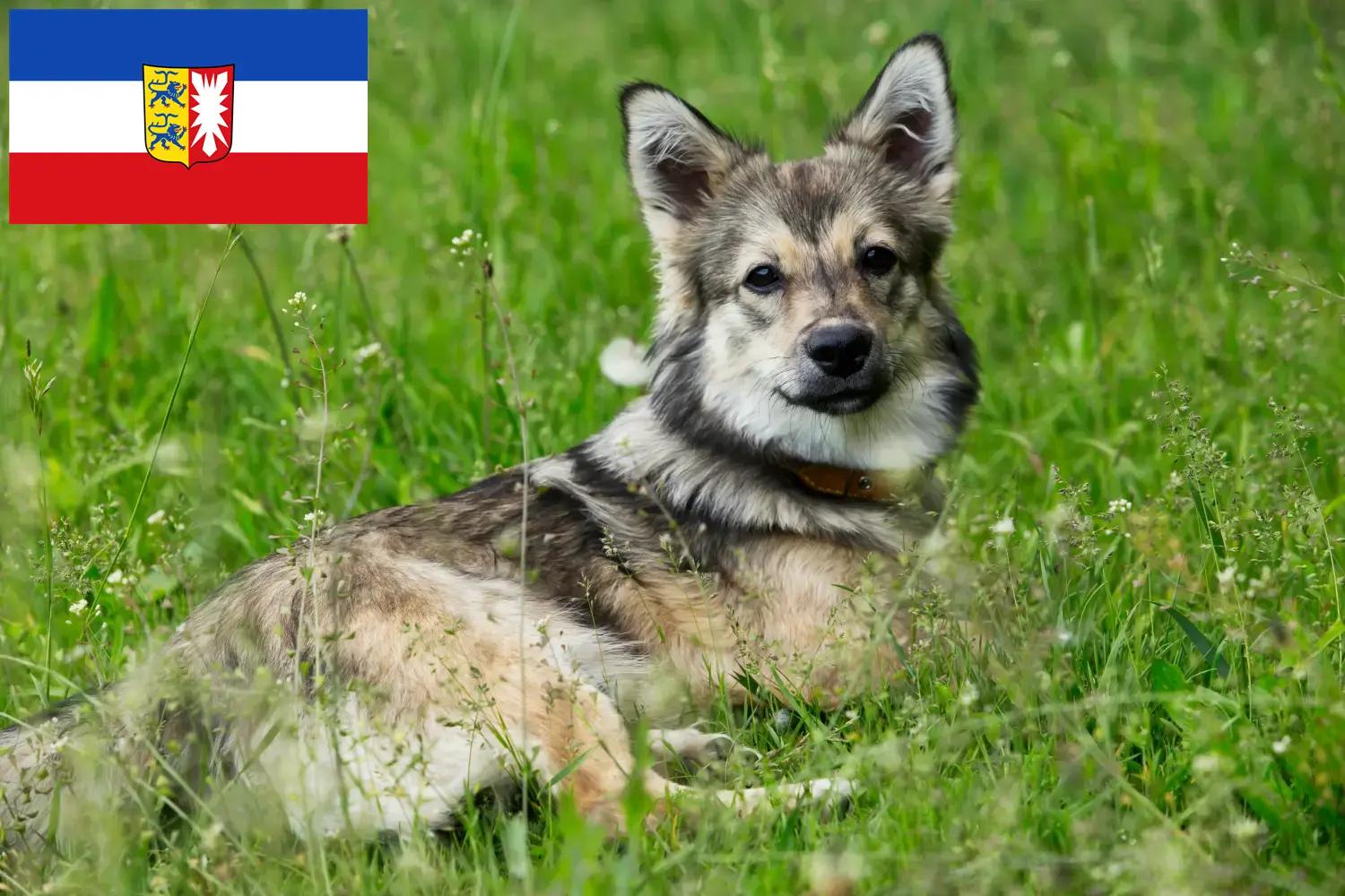 Щенки и заводчики Västgötaspets Шлезвиг-Гольштейн Здесь вы найдете заводчиков Västgötaspets в Шлезвиг-Гольштейне.