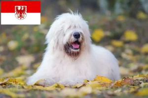 Подробнее о статье Заводчик Южнорусская Овчарка и щенки в Бранденбурге