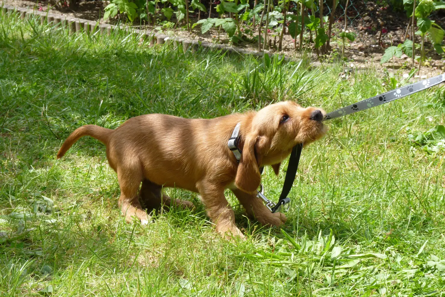 Покупка щенка Basset fauve de Bretagne означает принятие ответственности! Щенки Бассет фо де Бретань на продажу.