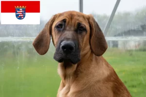 Подробнее о статье Заводчики и щенки Брохольмер в Гессене