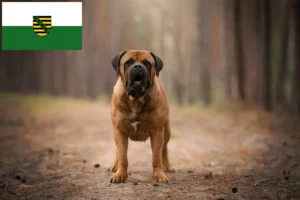 Подробнее о статье Заводчики и щенки бурбоев в Саксонии