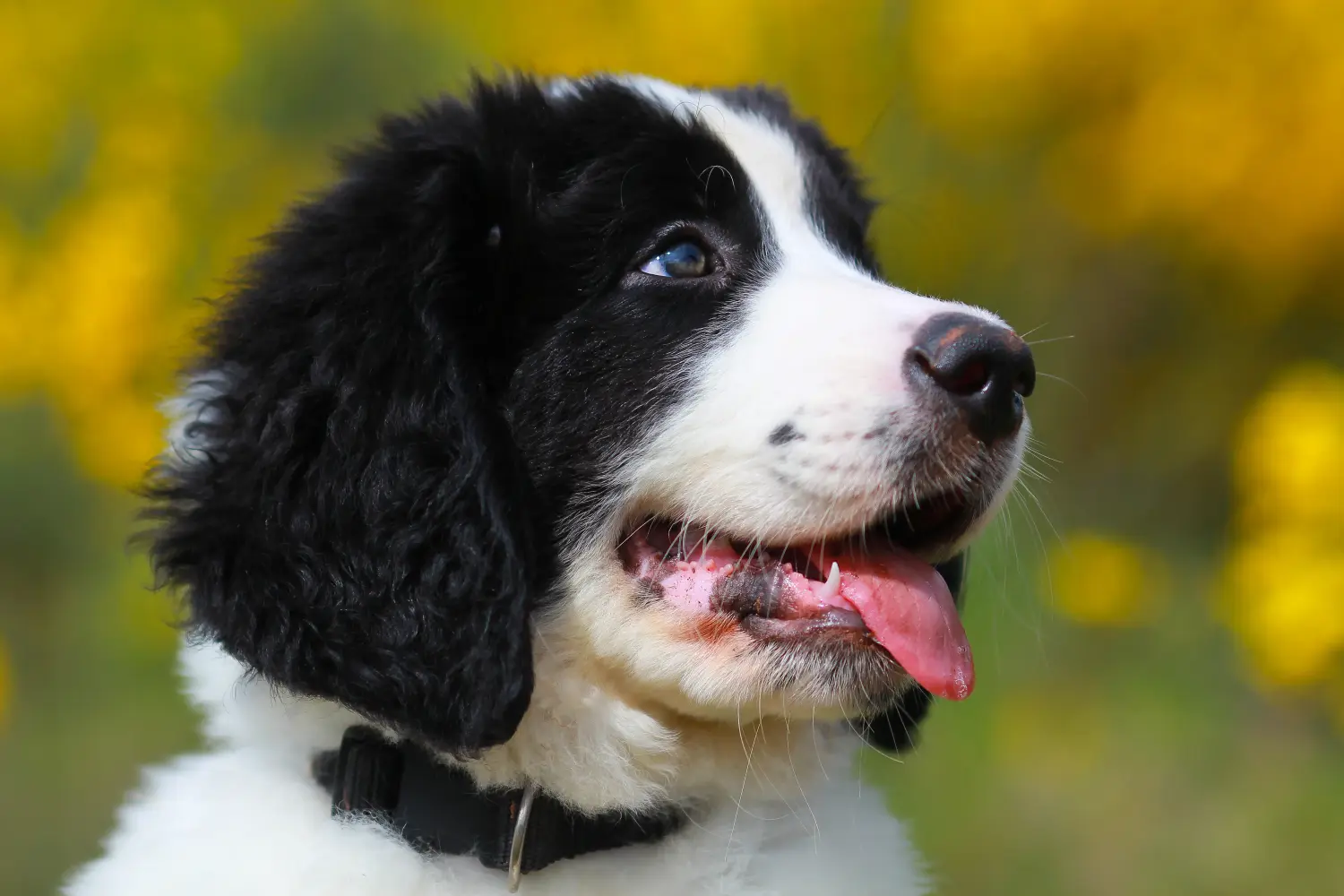 Приобретая щенка ландсира, вы берете на себя ответственность! Купить щенков породы Ландсир.
