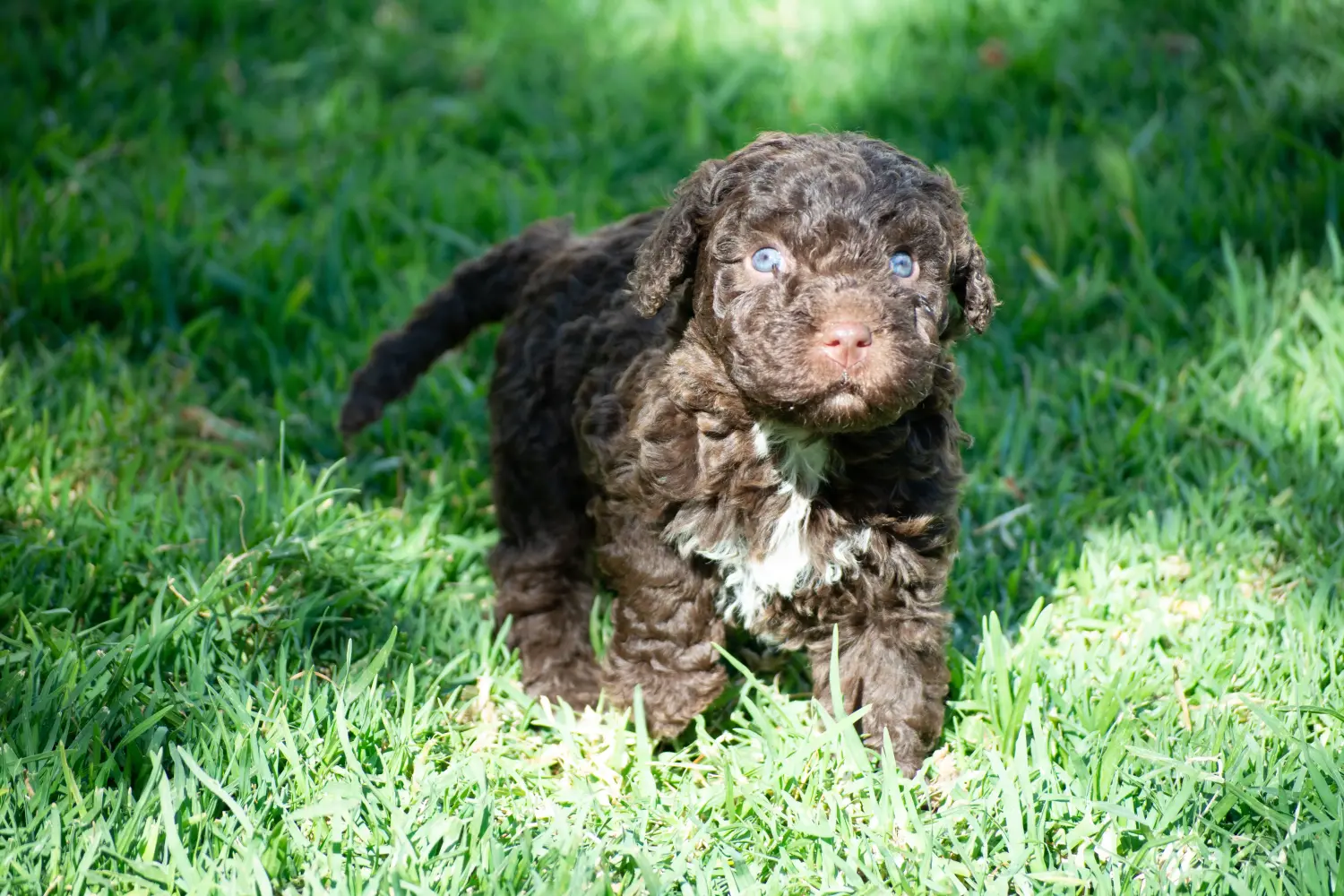 Покупая щенка Perro de Agua Español, вы берете на себя ответственность! Купить щенков породы Перро де Агуа Эспаньол.