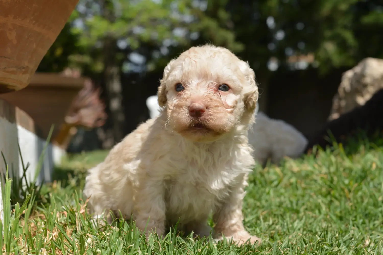 Покупая щенка Perro de Agua Español, вы берете на себя ответственность! Купить щенков породы Перро де Агуа Эспаньол.