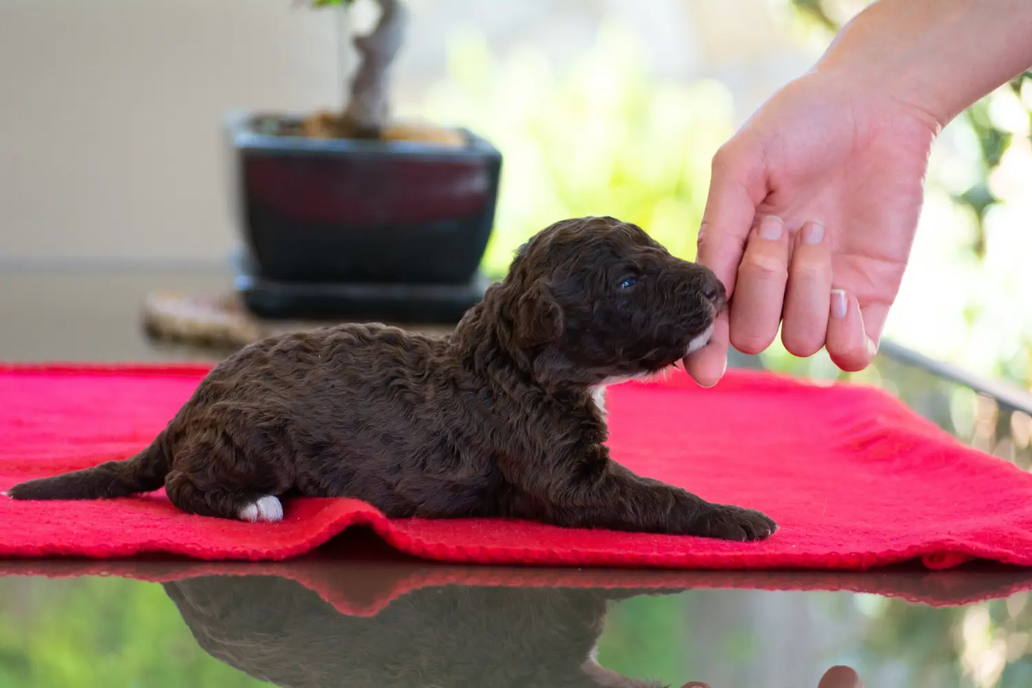 Покупая щенка Perro de Agua Español, вы берете на себя ответственность! Купить щенков породы Перро де Агуа Эспаньол.