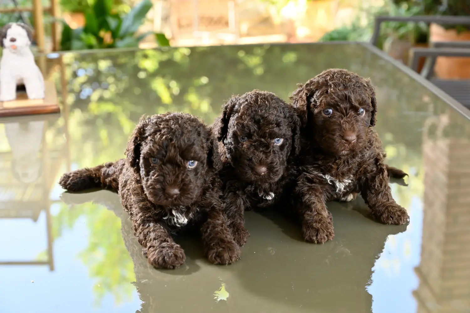 Покупая щенка Perro de Agua Español, вы берете на себя ответственность! Купить щенков породы Перро де Агуа Эспаньол.