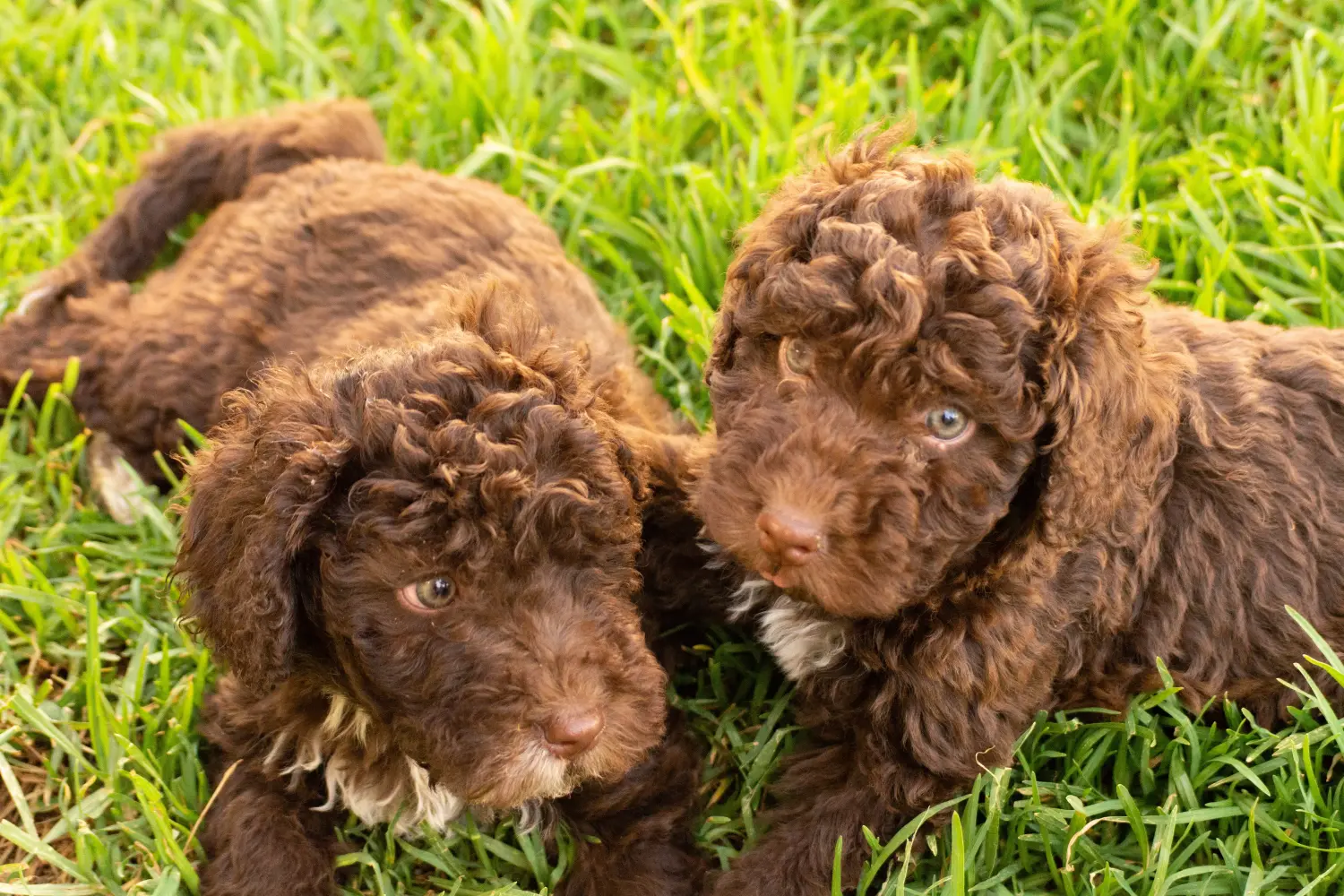 Покупая щенка Perro de Agua Español, вы берете на себя ответственность! Купить щенков породы Перро де Агуа Эспаньол.