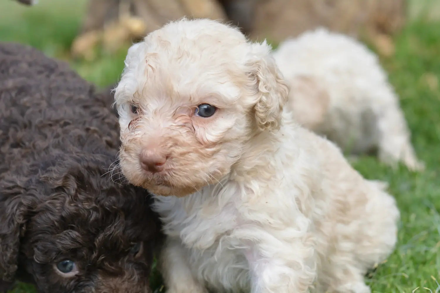 Покупая щенка Perro de Agua Español, вы берете на себя ответственность! Купить щенков породы Перро де Агуа Эспаньол.