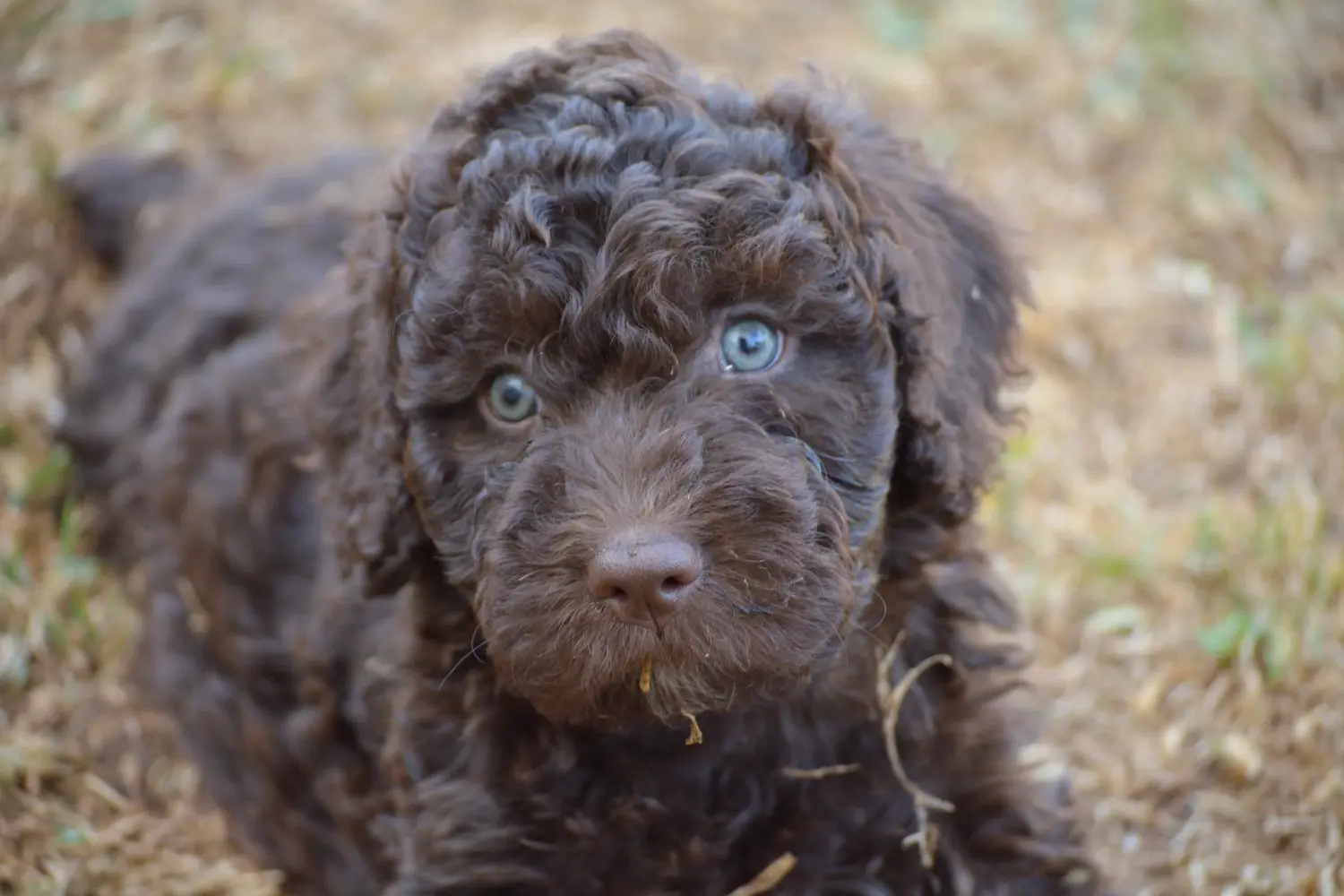 Покупая щенка Perro de Agua Español, вы берете на себя ответственность! Купить щенков породы Перро де Агуа Эспаньол.