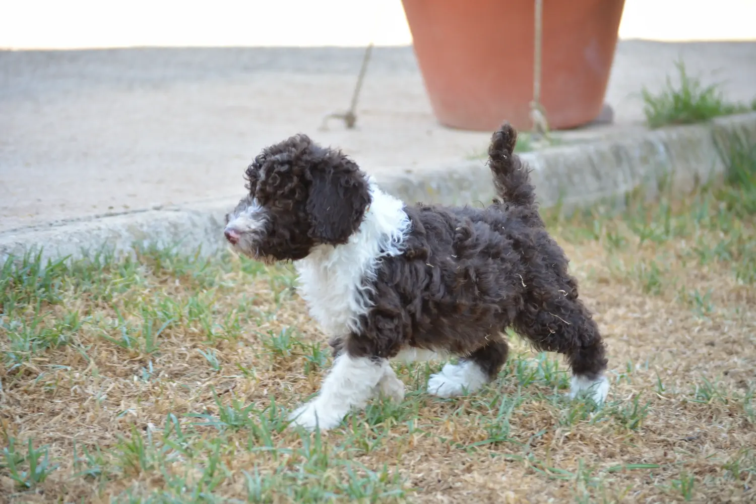 Покупая щенка Perro de Agua Español, вы берете на себя ответственность! Купить щенков породы Перро де Агуа Эспаньол.