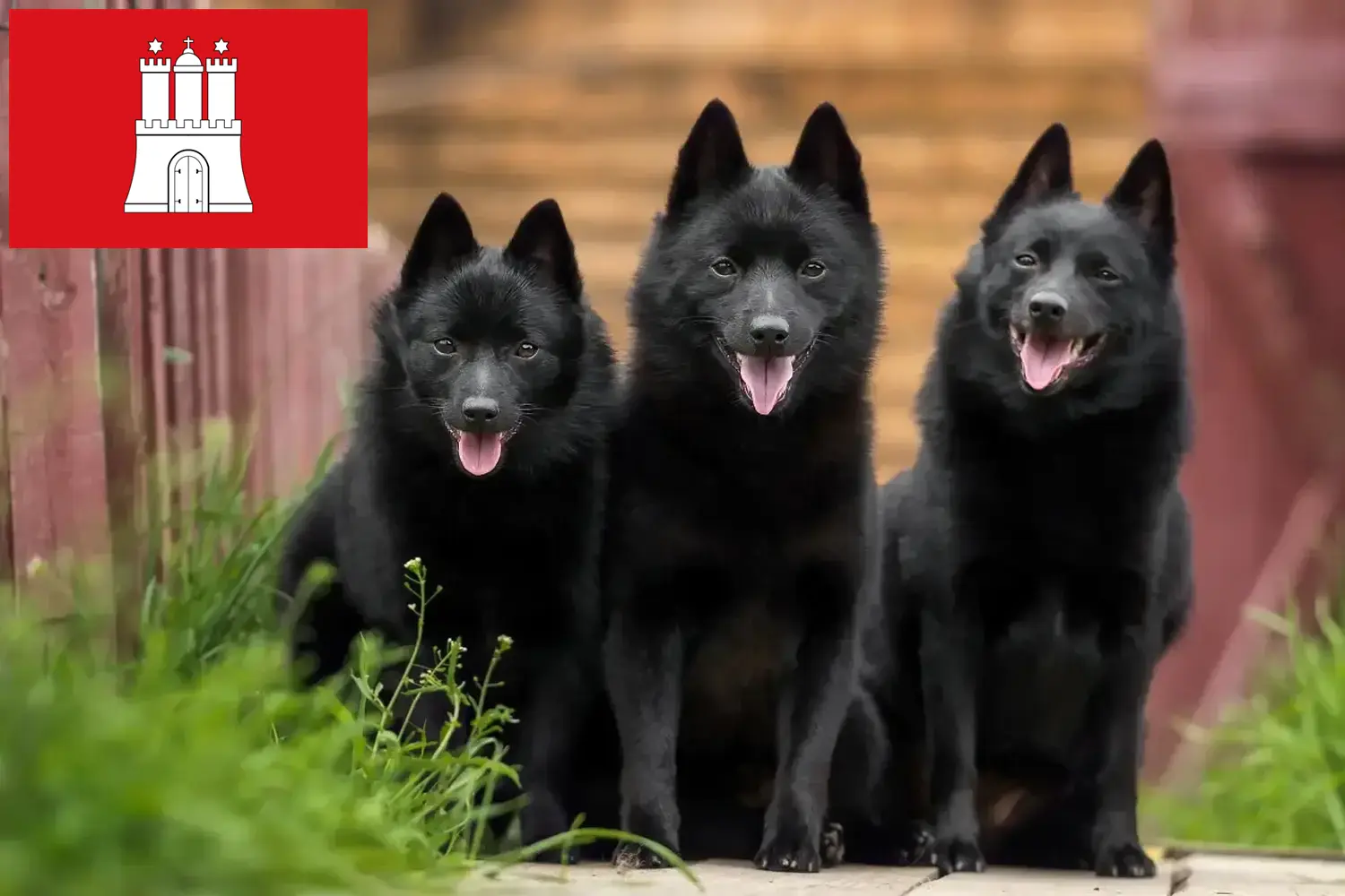Щенки шипперке и заводчики Гамбург Здесь вы найдете заводчиков Schipperkes в Гамбурге.