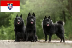 Подробнее о статье Заводчики и щенки шипперке в Гессене