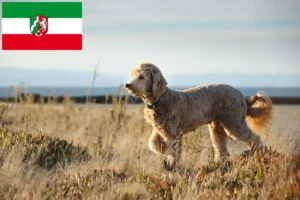 Подробнее о статье Заводчики и щенки породы Голдэндудл в регионе Северный Рейн-Вестфалия