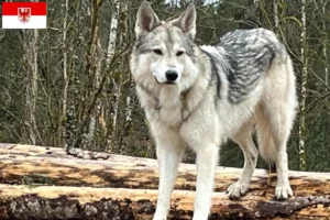 Подробнее о статье Заводчики и щенки собак породы Сильван Компаньон в Бранденбурге
