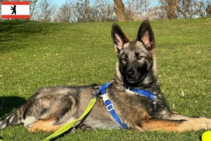 Подробнее о статье Заводчик собак и щенков Sylvan Companion Dog в Берлине