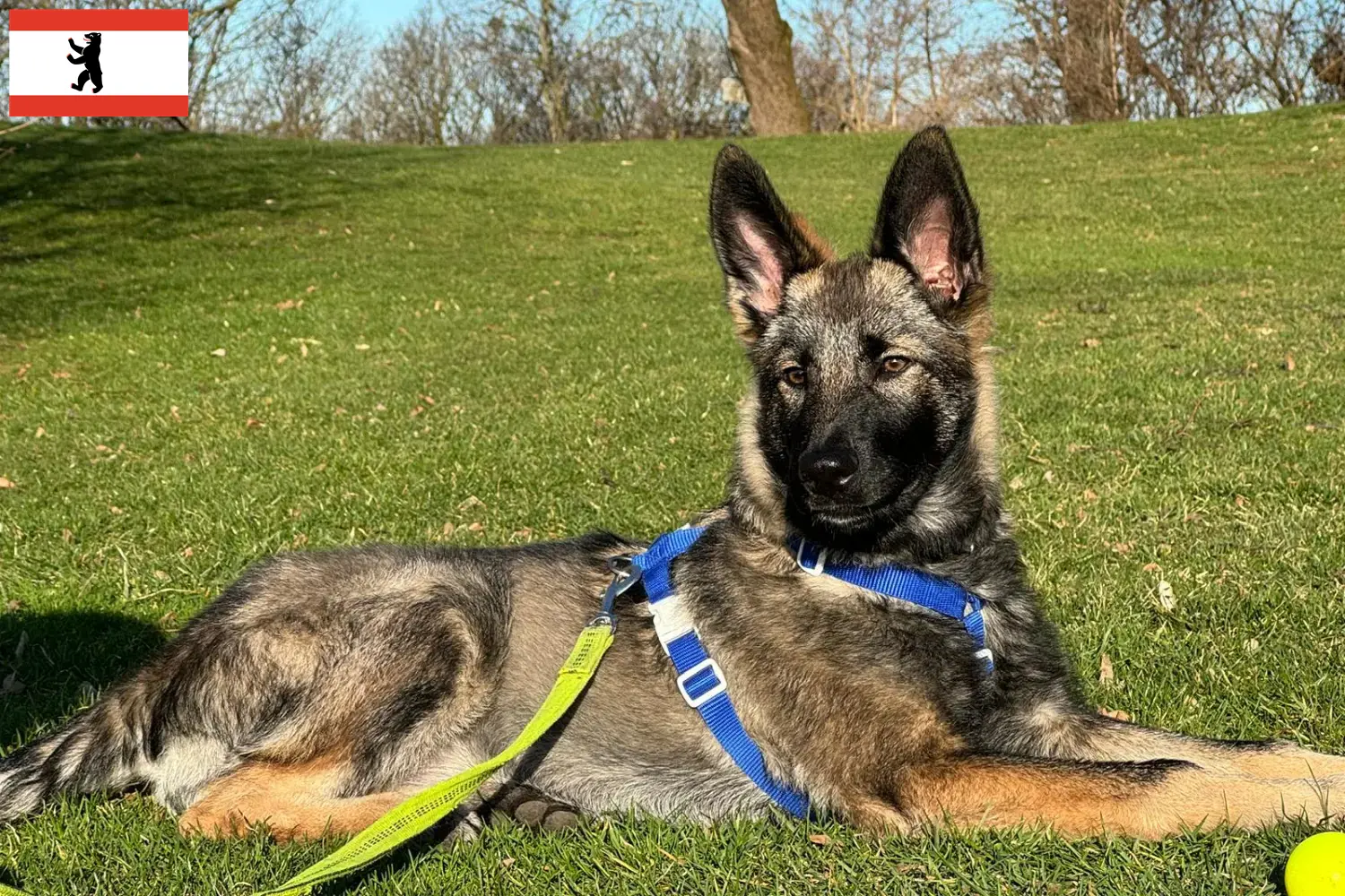 Подробнее о статье Заводчик собак и щенков Sylvan Companion Dog в Берлине