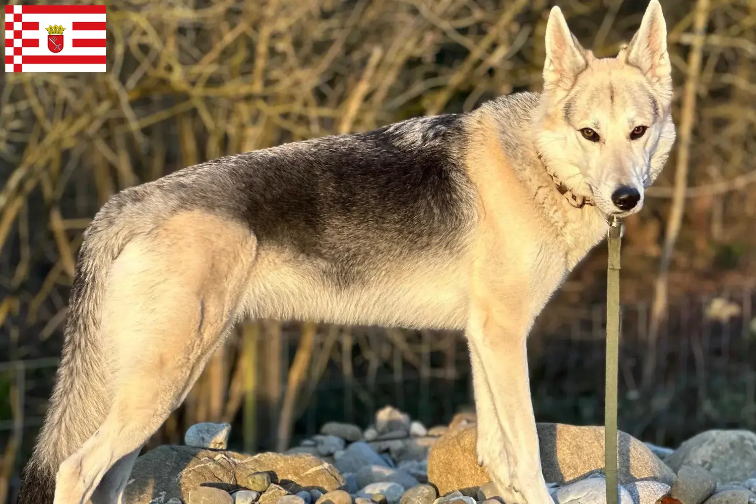 Подробнее о статье Заводчик собак и щенков Sylvan Companion Dog в Бремене