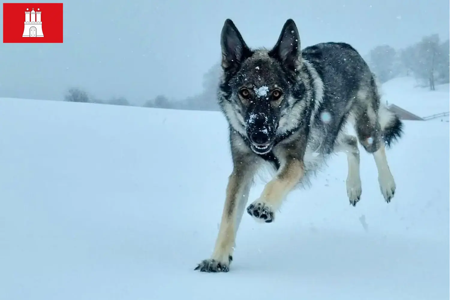 Подробнее о статье Заводчик собак и щенков Sylvan Companion Dog в Гамбурге