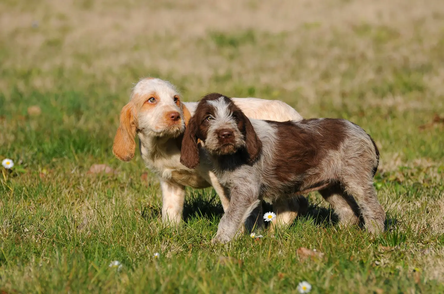Приобретая щенка Spinone Italiano, вы берете на себя ответственность! Купить щенков породы Спиноне Итальяно.