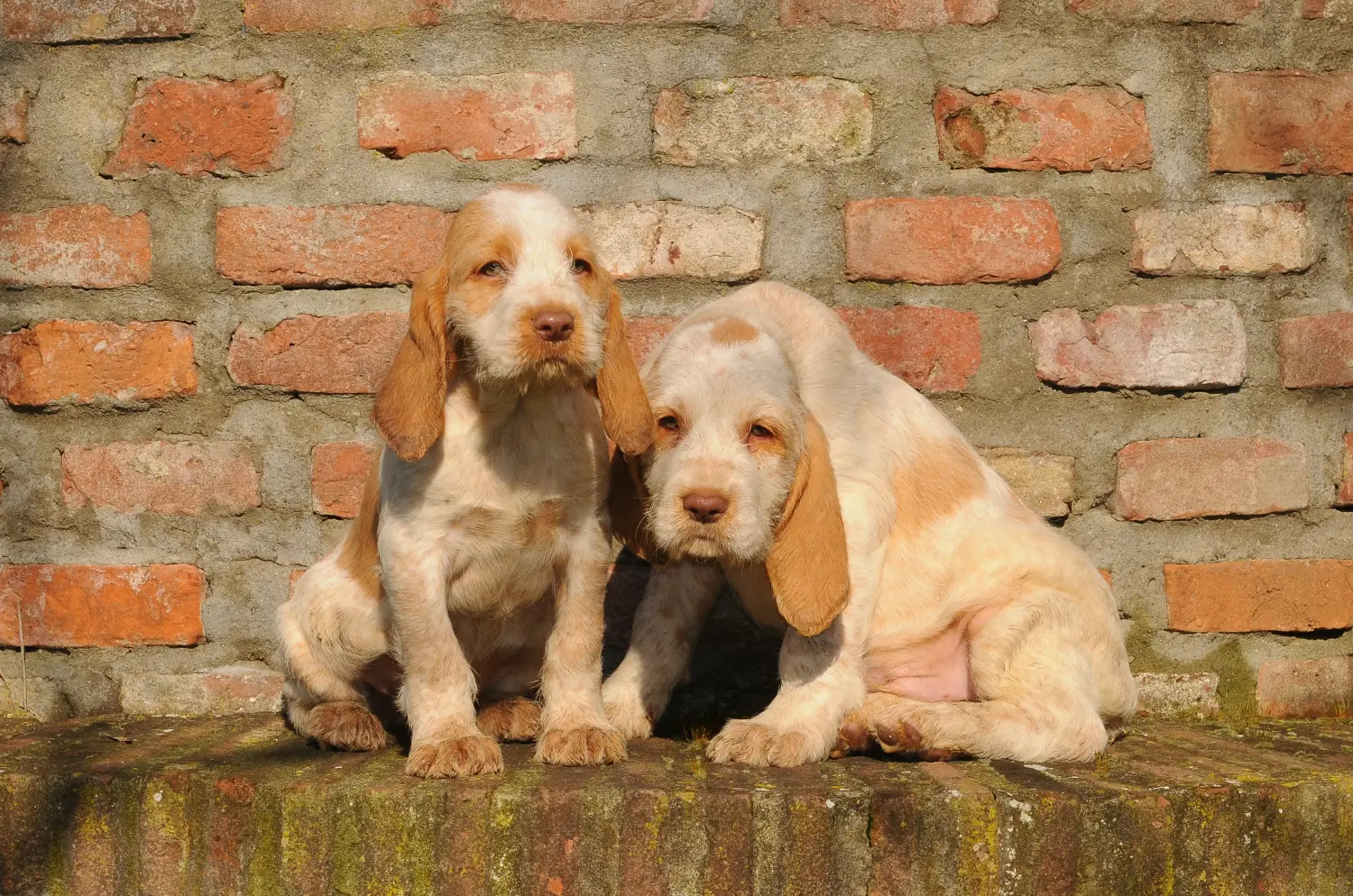 Приобретая щенка Spinone Italiano, вы берете на себя ответственность! Купить щенков породы Спиноне Итальяно.
