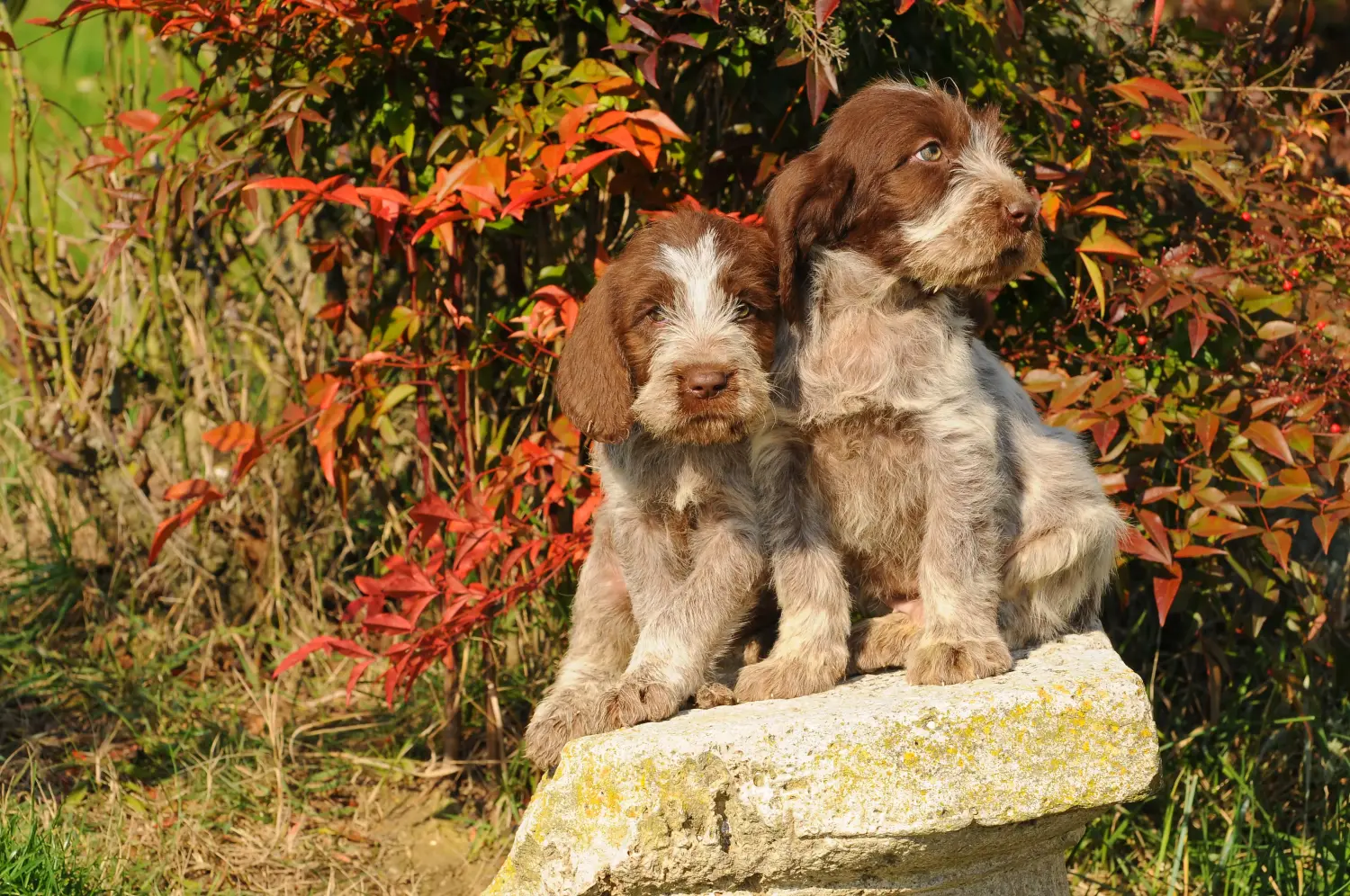 Приобретая щенка Spinone Italiano, вы берете на себя ответственность! Купить щенков породы Спиноне Итальяно.