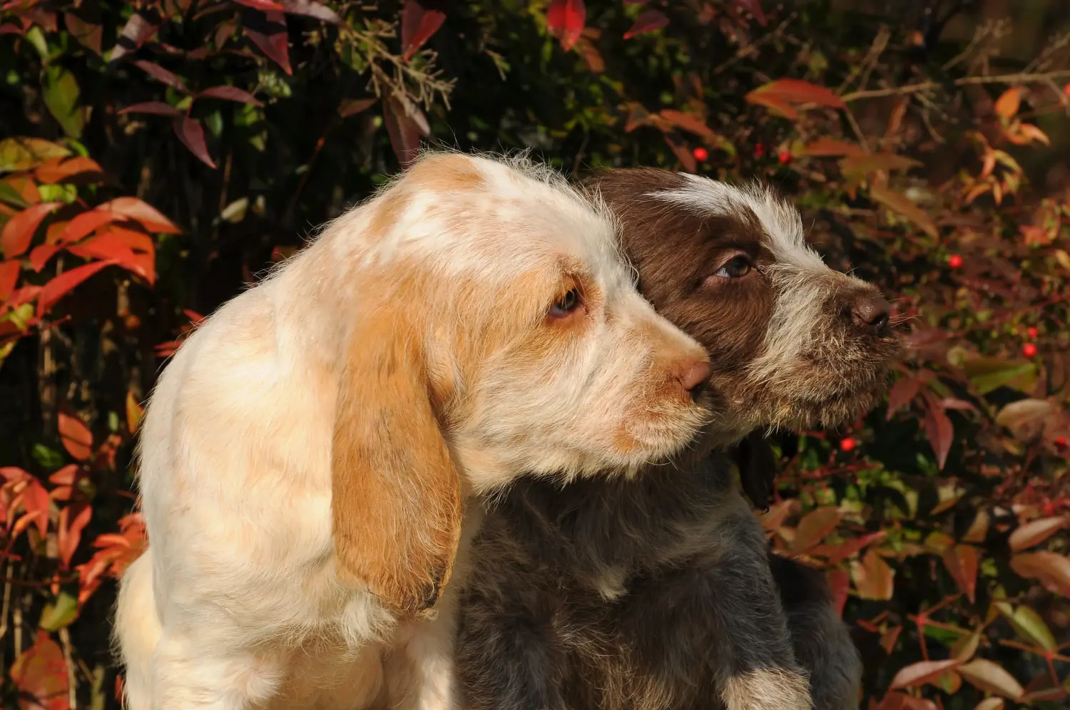 Приобретая щенка Spinone Italiano, вы берете на себя ответственность! Купить щенков породы Спиноне Итальяно.