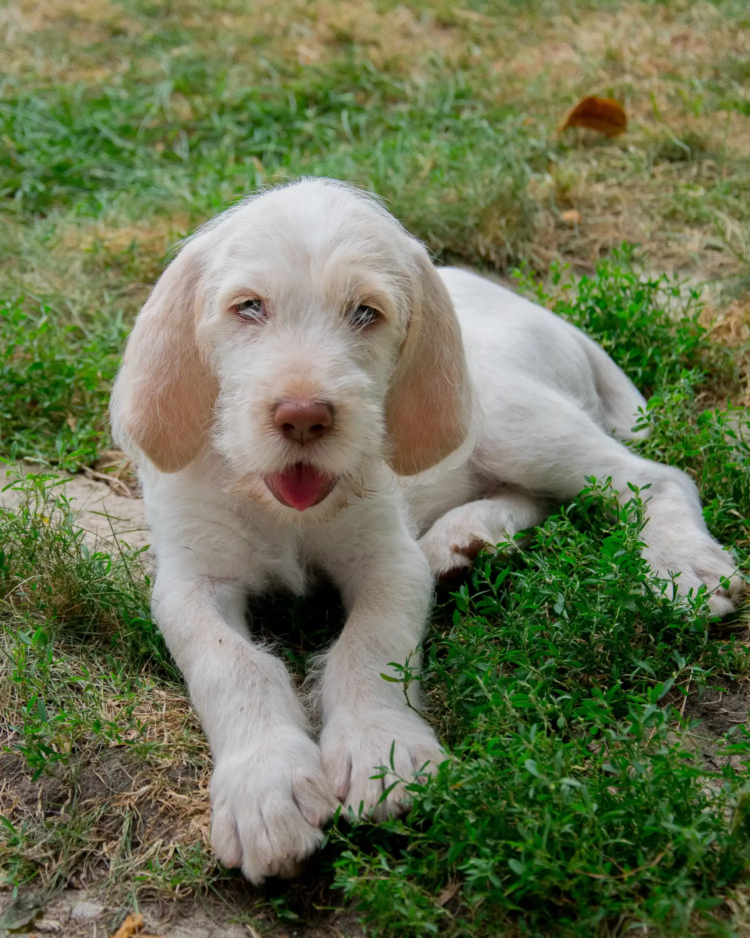 Приобретая щенка Spinone Italiano, вы берете на себя ответственность! Купить щенков породы Спиноне Итальяно.
