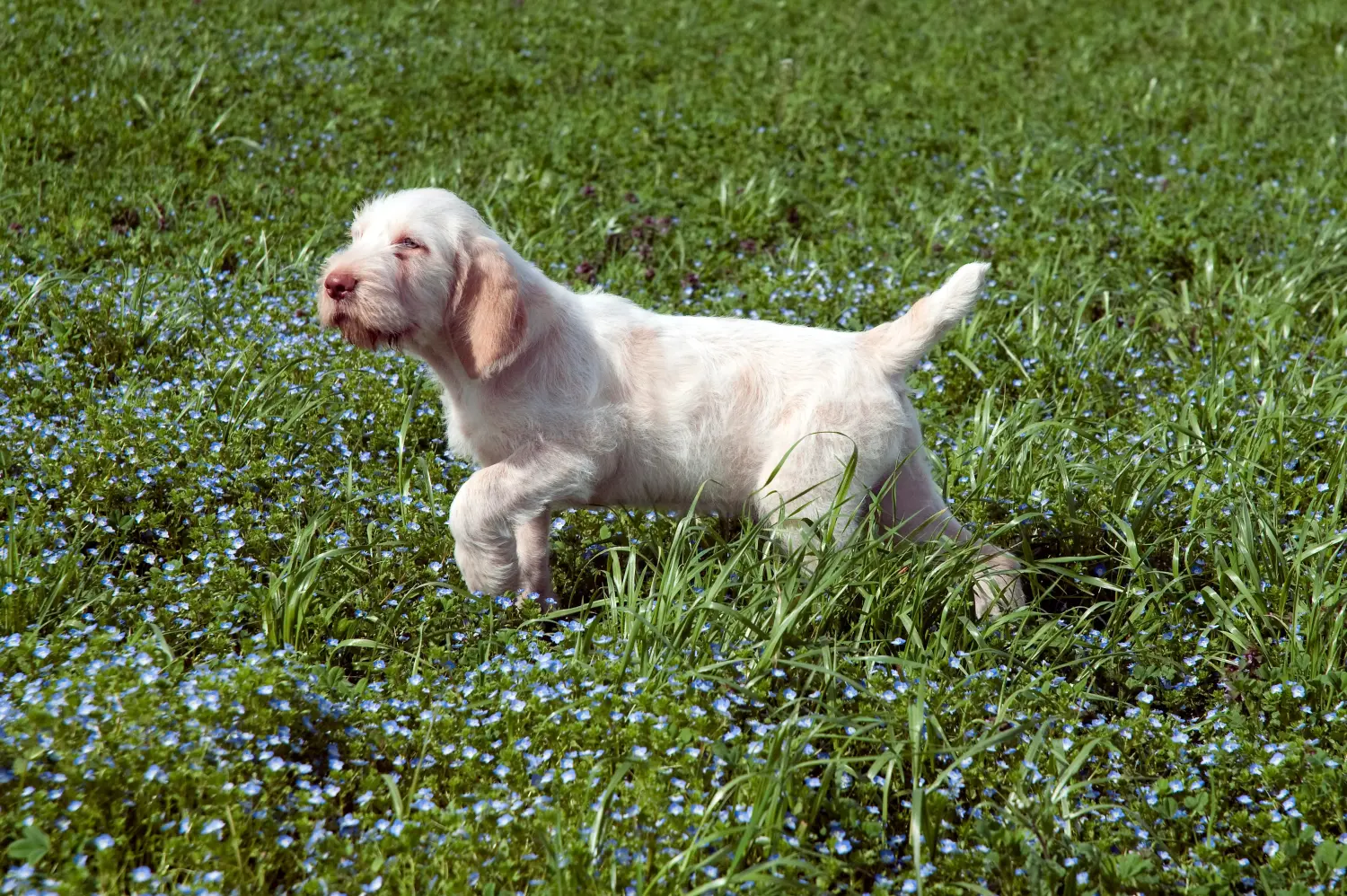 Приобретая щенка Spinone Italiano, вы берете на себя ответственность! Купить щенков породы Спиноне Итальяно.