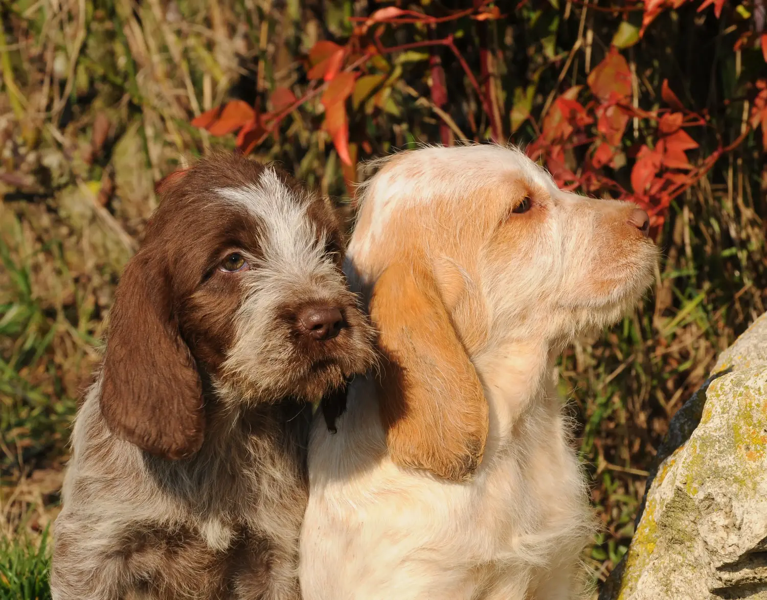 Приобретая щенка Spinone Italiano, вы берете на себя ответственность! Купить щенков породы Спиноне Итальяно.