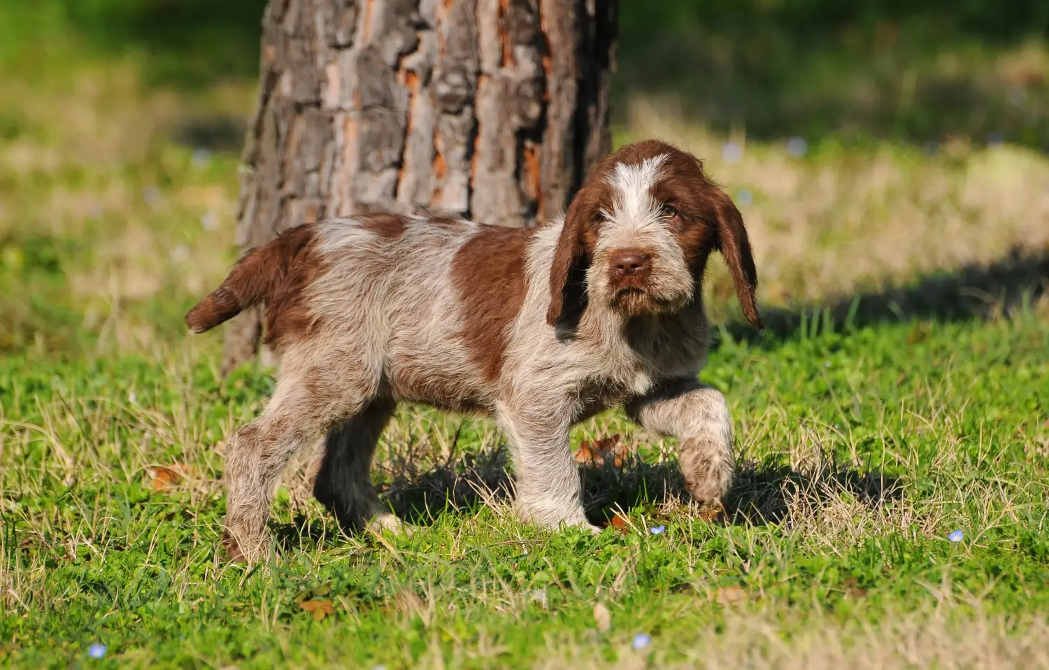 Приобретая щенка Spinone Italiano, вы берете на себя ответственность! Купить щенков породы Спиноне Итальяно.